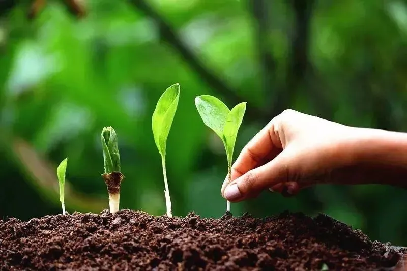 為什么你用了腐植酸會(huì)感覺(jué)沒(méi)效果？腐植酸如何正確使用，很多人不知道