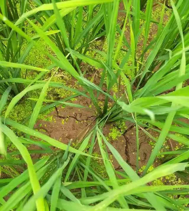 水稻為啥要排水曬田？水稻生長(zhǎng)到一定階段有必要排水曬田嗎？