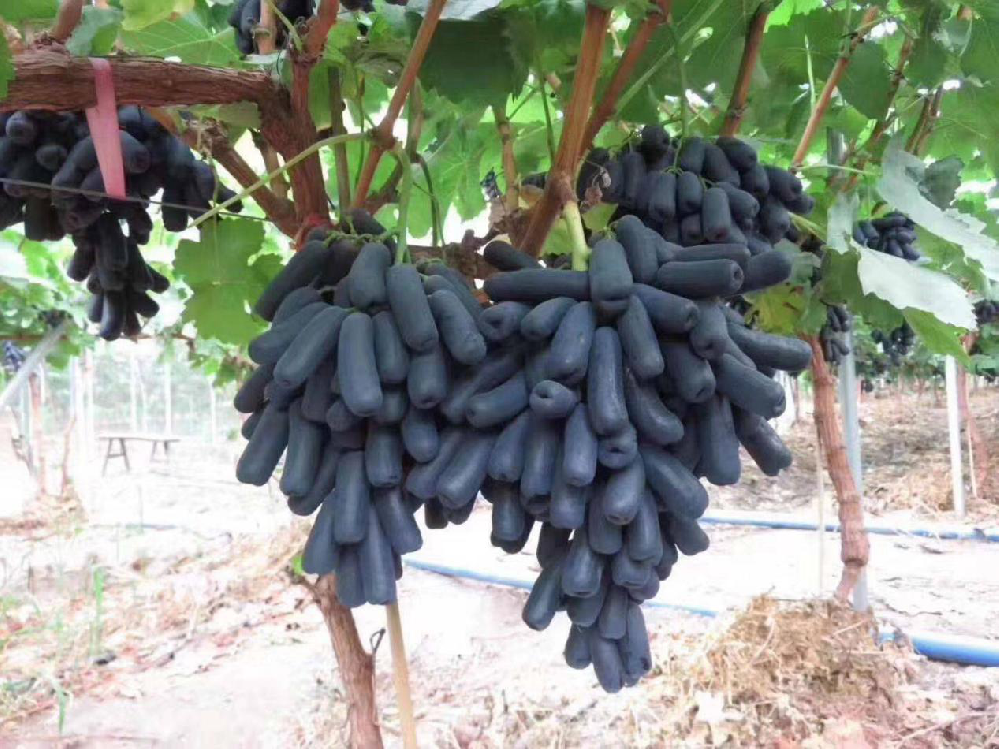 種植藍寶石葡萄，怎么使其高產(chǎn)呢？速看司普沃這篇文章