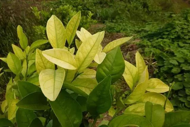 柑橘黃化是什么原因？我們?cè)撛鯓咏鉀Q？速看司普沃這篇文章