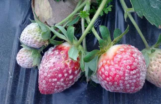 草莓花灰霉病嚴重？如何進行有效防治？司普沃給出了答案