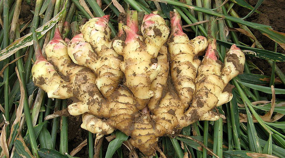 大姜想獲得高產(chǎn)，但死棵嚴(yán)重怎么辦？司普沃來(lái)幫您