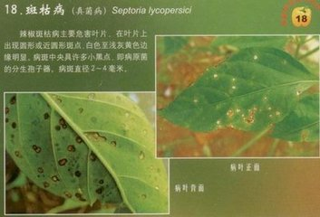 辣椒斑枯病的危害癥狀、傳播途徑、發(fā)病原因及防治措施