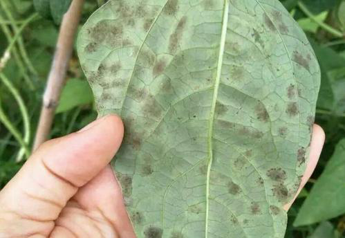 司普沃淺談豆角葉霉病的為害癥狀、發(fā)生原因及防治措施