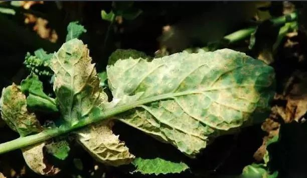 油菜白粉病嚴(yán)重化？如何防治？別急，司普沃給出了見解