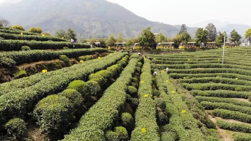 無公害茶葉種植管理技術(shù)，做好修剪和病蟲害防治工作