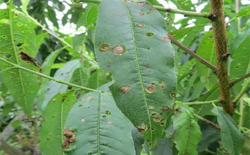 司普沃淺談桃樹細(xì)菌性穿孔病防治技術(shù)與管理