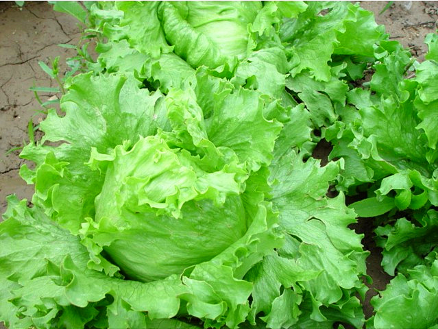 結(jié)球生菜不結(jié)球？愁壞農(nóng)戶！司普沃邀您一起找原因