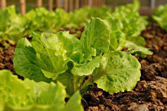 【注意】蔬菜種植中葉片容易發(fā)黃，這3方面問題要注意了