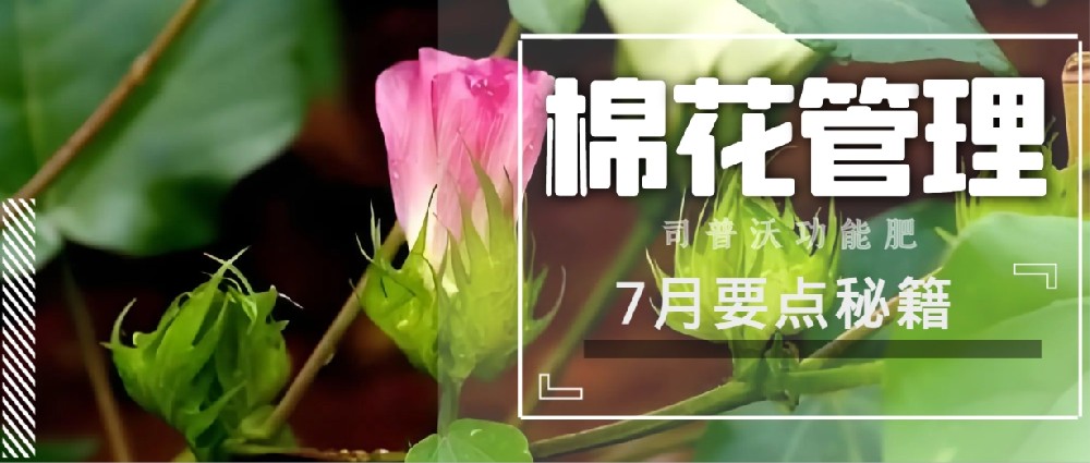 聚焦7月，新疆棉花管理秘籍