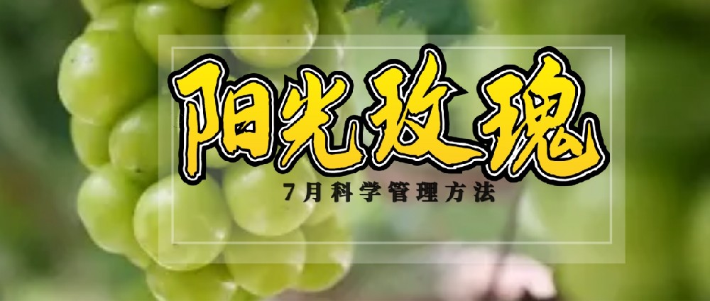 7 月，陽(yáng)光玫瑰種植管理的黃金時(shí)刻