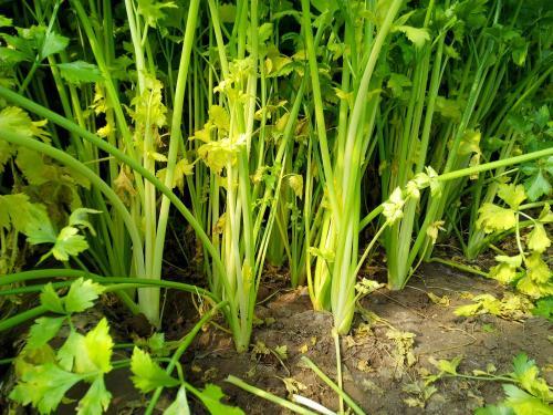 芹菜根系差，小老苗現(xiàn)象嚴(yán)重，速查原因和解決方法